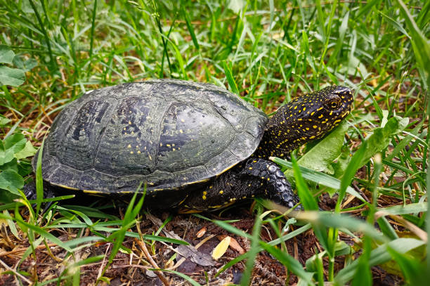 istock The European pond turtle (Emys orbicularis) on the grass 1321372571