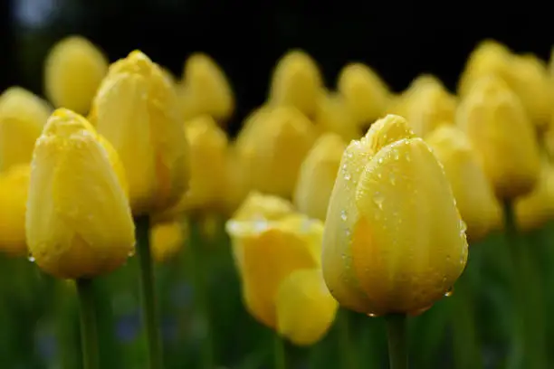 Photo of A field of yellow tulips in bloom with drops of water, against a dark background in spring