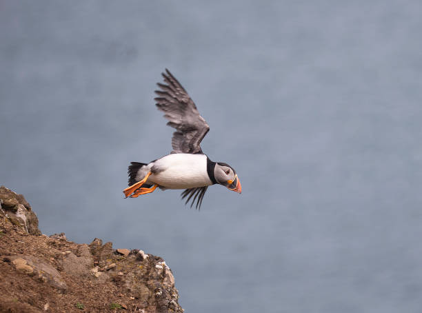 istock An Atlantic Puffin (fratercula arctica) in mid-air having just left its nest. 1321375159
