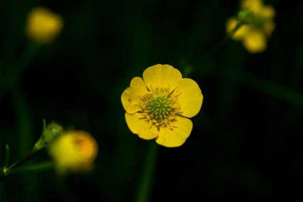 istock Wild yellow flowers on the plain. 1321375740
