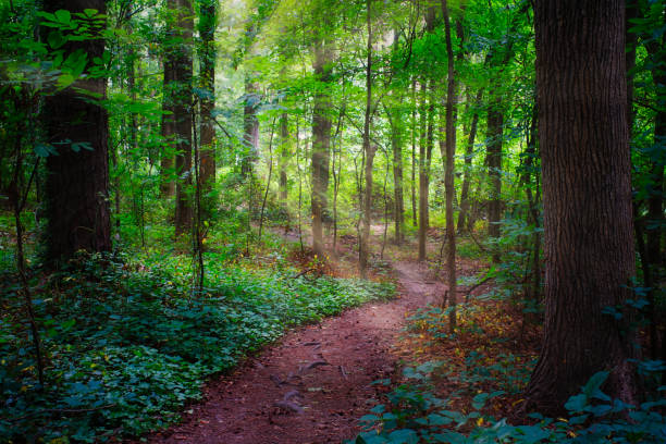 лесная тропа солнечный свет - woodland trail woods forest footpath стоковые фото и изображения