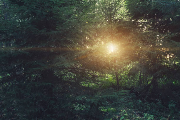 istock Rays of the rising sun make their way through the dense spruce forest 1321377052