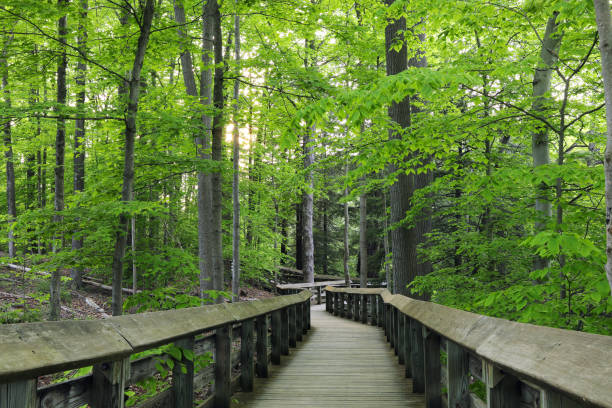 Forest Trail in Cuyahoga Valley National Park