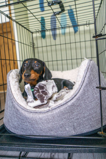 istock Dachshund puppy sitting on his bed 1321377076