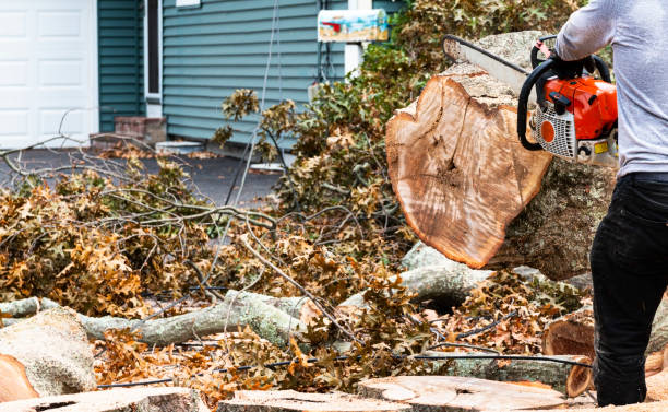 istock Landscaper cutting up a tree that fell in a residential driveway 1321378209