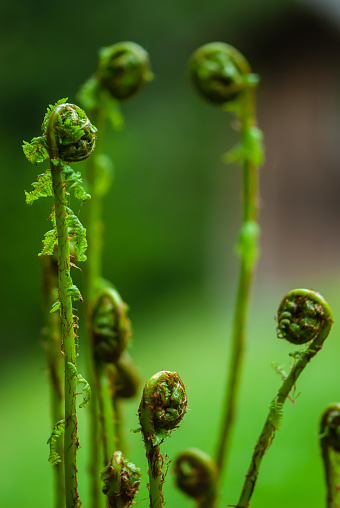 A fern unrolling a young frond, Circinate vernation or uncurling of fern green leaves on green background in forest in spring in rainy day