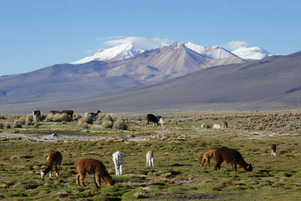 istock Bolivia Altiplano llamas 1321379247