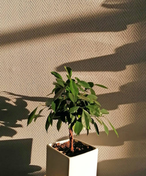 istock Benjamin's ficus in a white pot against the wall 1321379252