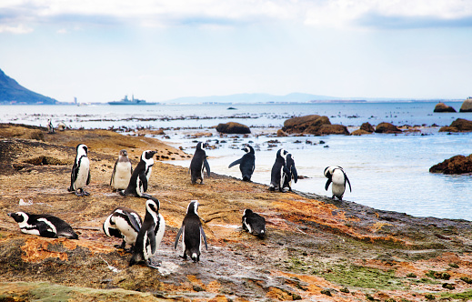 Jackass Penguins on mossy South African shore socializing and having a good time on a warm Summer day.