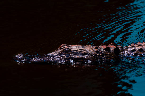 istock American Alligator Floating in D'Olive Creek in Daphne, Alabama 1321379614