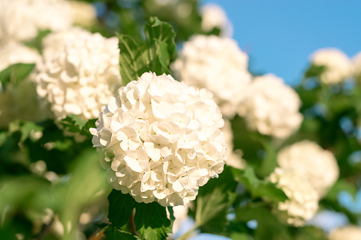 White inflorescences of blooming decorative viburnum on the blue sky background.Natural floral background.Copy space,selective focus with shallow depth of field.