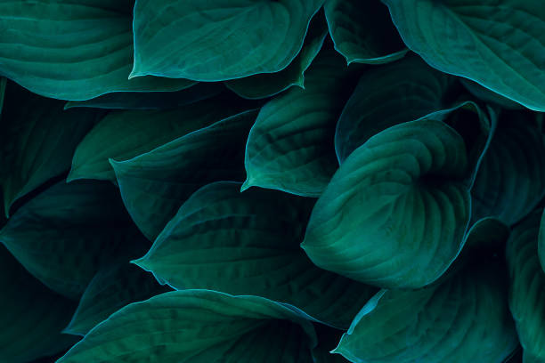 istock Hosta leaves in close-up.Natural floral background. 1321380567