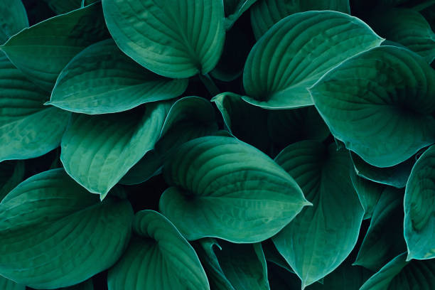 Hosta leaves in close-up.Natural floral background. Hosta leaves in close-up.Natural floral background.Top view,selective focus. ornamental plant stock pictures, royalty-free photos & images