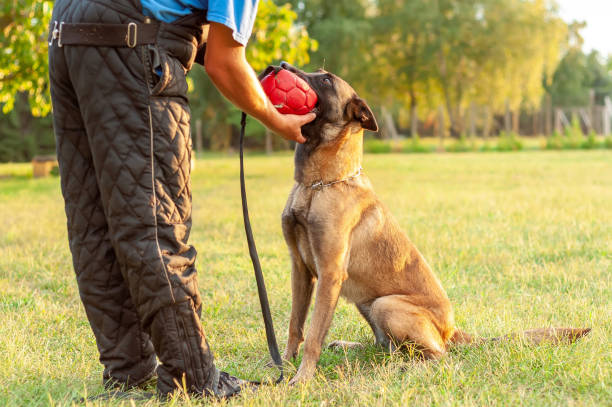 istock A Malinois Belgian Shepherd dog and his trainer with a ball 1321381587
