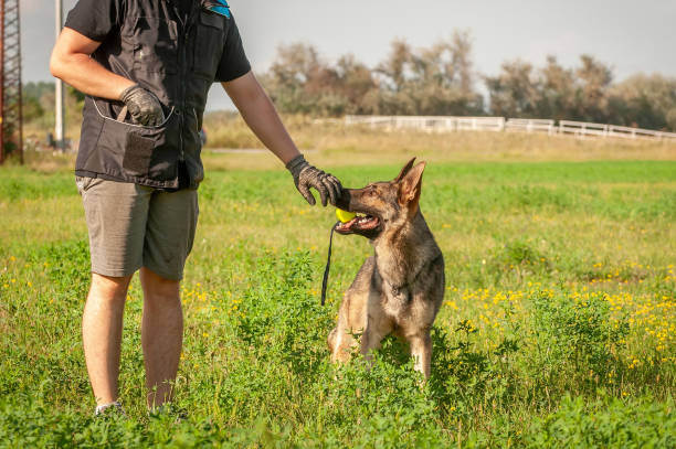 istock A german shepherd dog and his trainer with a ball 1321381615