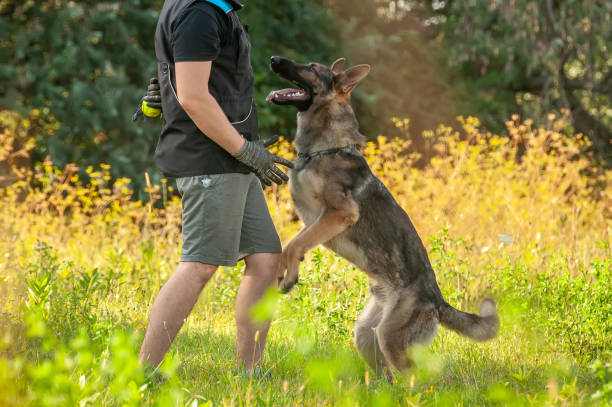 istock A german shepherd dog and his trainer with a ball 1321382163