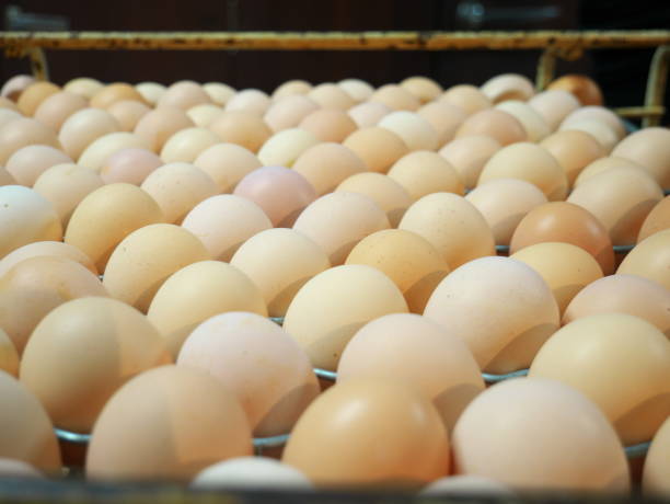 istock Chicken egg production in factories. 1321382301