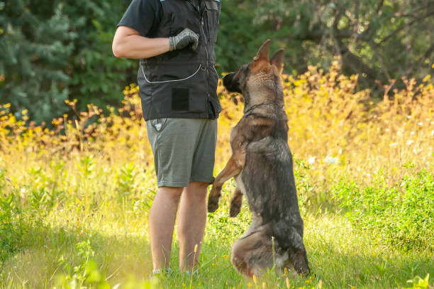 istock A german shepherd dog and his trainer 1321382442