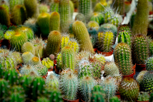 close up of cactus plant