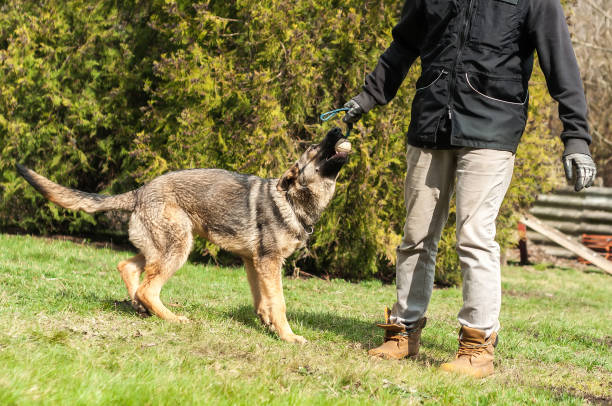 istock German shepherd puppy training with a ball 1321384230