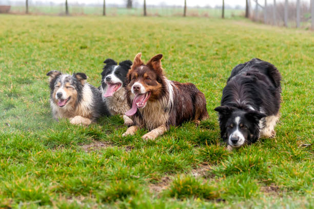 istock A group of border collie lying on the field 1321385061