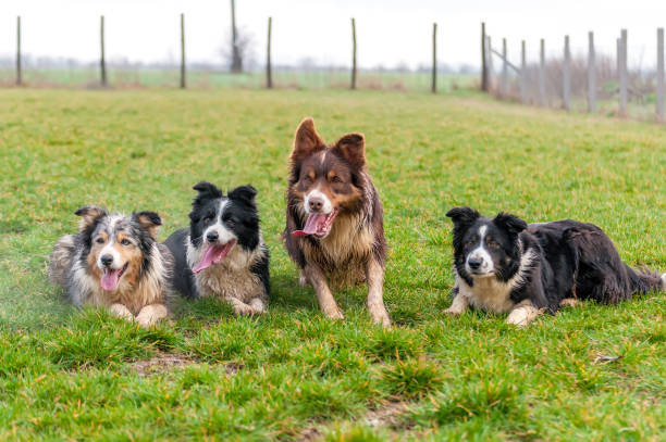istock A group of border collie lying on the field 1321385072