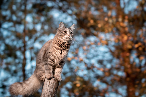 Cute gray cat climbed on a log while walking and looks into the distance.