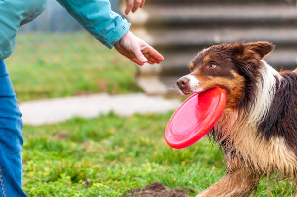 istock A border collie dog playing with a frisbee 1321385895