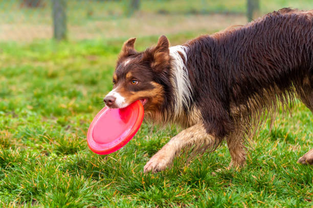 istock A border collie dog playing with a frisbee 1321385915