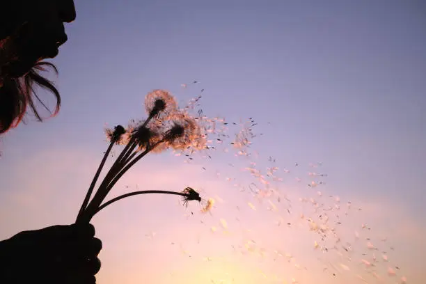 The girl blows the fluff off a dandelion. Travel outside the city alone.