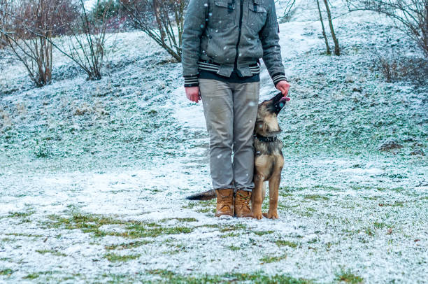 istock German shepherd puppy training at winter 1321386212