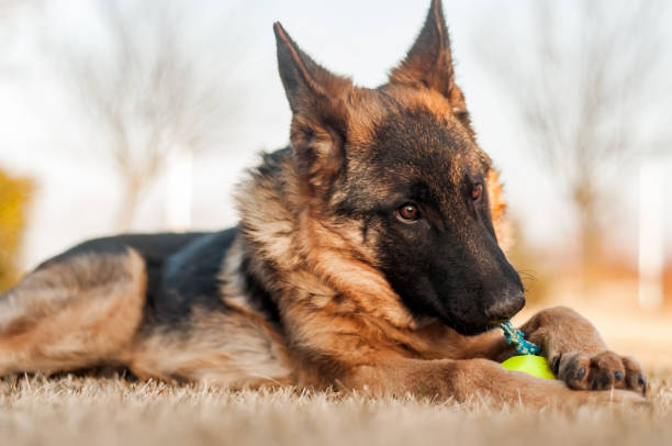 istock A junior german shepherd dog resting and playing with a ball in a backyard 1321389917