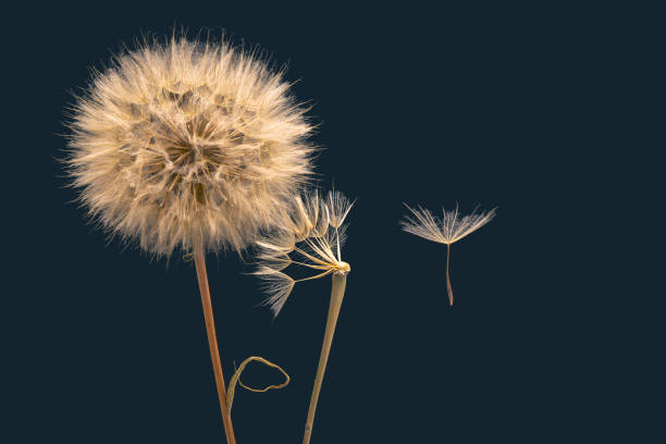 istock Dandelion seeds flying next to a flower on a dark background 1321390703