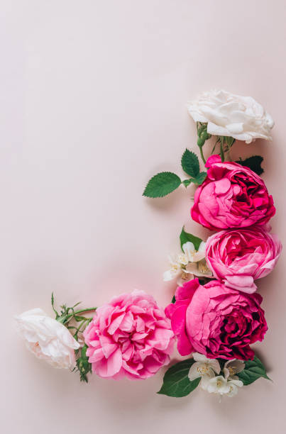 istock Pink and white roses on beige background. Top view. Flat lay. Frame or wreath 1321390812