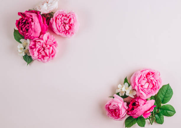 istock Pink and white roses on beige background. Top view. Flat lay. Frame or wreath 1321390815