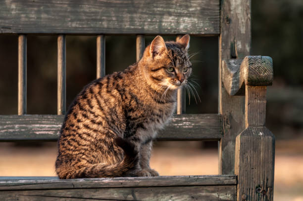 istock A housecat sitting on a bench in a backyard 1321390866