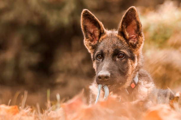 Portrait of a german shepherd puppy while resting in a backyard on the leaves on a sunny autumn day.