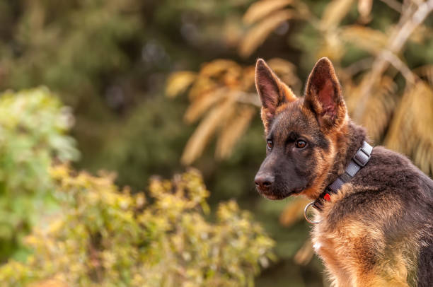 istock Portrait of a german shepherd puppy while resting in a backyard 1321391642
