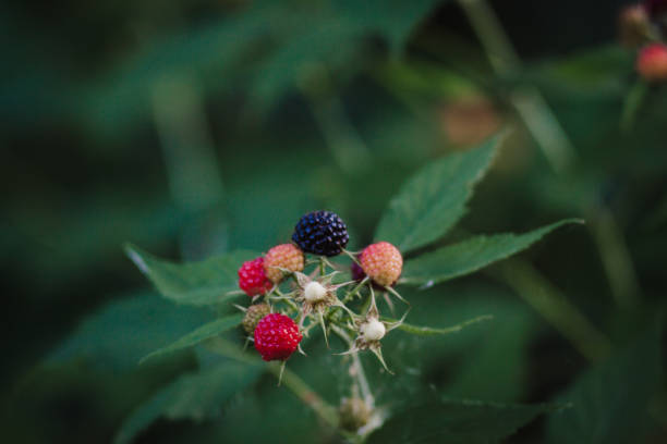 istock Black raspberry (Rubus occidentalis) of berries ripening closeup 1321391656