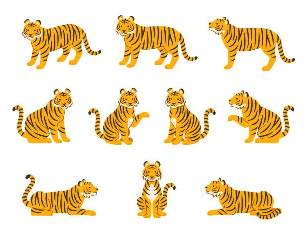 illustration satz von tigern in verschiedenen posen - tiger stock-grafiken, -clipart, -cartoons und -symbole