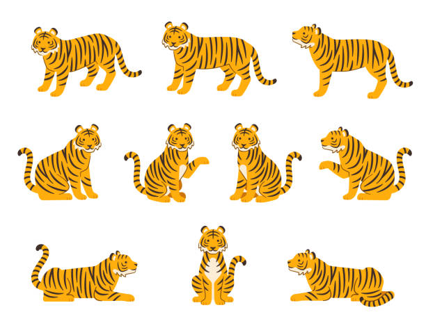 Illustration set of tigers in various poses Illustration set of tigers in various poses (standing, sitting, lying down, beckoning) tigers stock illustrations