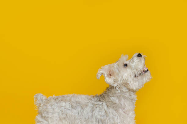 istock Happy White Schnauzer Dog on Yellow Background 1321392529