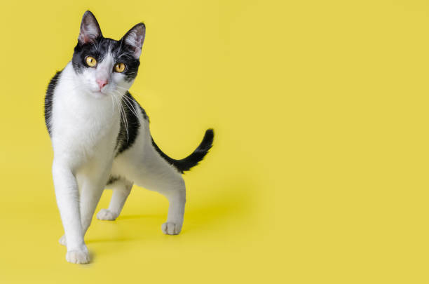 istock Cat Rescued from the Streets 1321392536