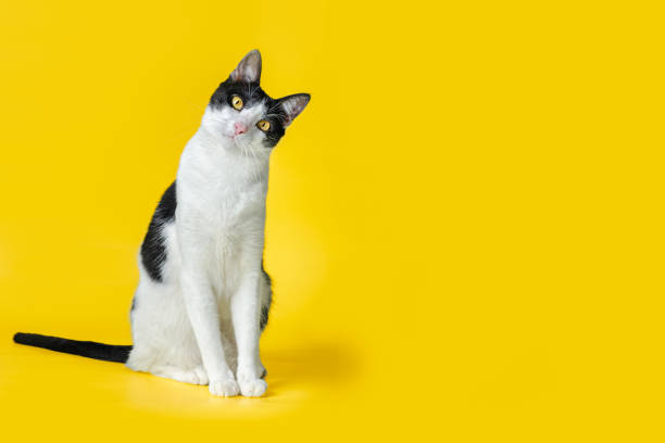 Cat Rescued from the Streets