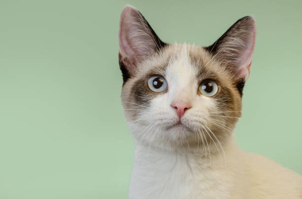 chat sauvé des rues - domestic cat playful cute close up photos et images de collection