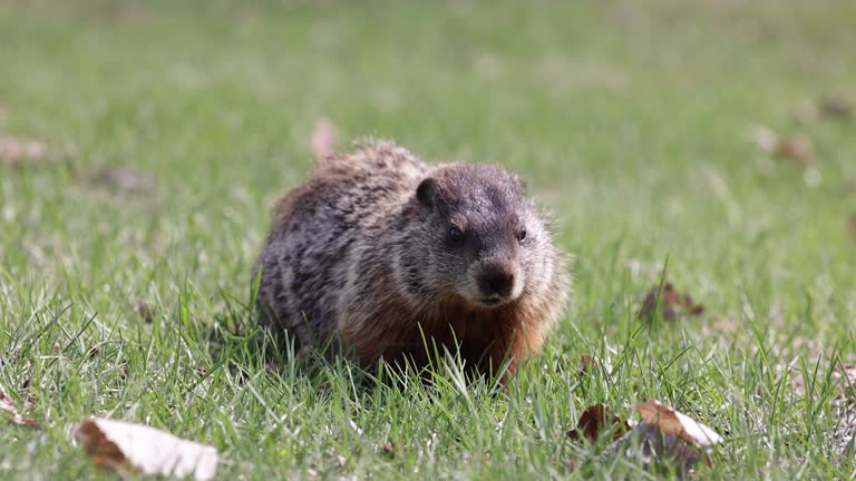 Groundhog eating grass in Park, Trois-Rivieres, Quebec, Canada