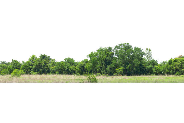 istock View of a High definition Treeline isolated on a white background, 1321396569
