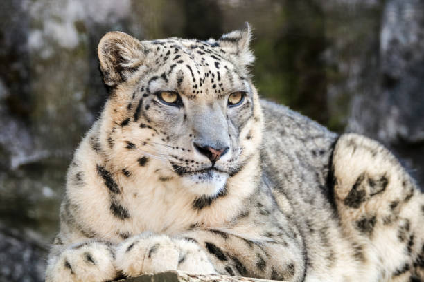 leopardo delle nevi - snow leopard foto e immagini stock