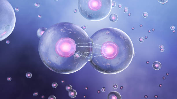 istock Cell division in the human body 1321397497