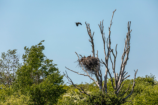 A Bald Headed Eagle and her Eaglet in their nest as a Blue Heron soars overhead. Eaglets start as fuzzy-headed birds and begin feeding themselves around the sixth to seventh week. By eight weeks they can stand and walk around the nest. By sixty days eaglets are well-feathered and have gained 90% of their adult weight. Large nestlings consume nearly as much food as adults. Chicks remain in the nest for ten to twelve weeks. Bald Eagles take four to five years to acquire their distinctive adult plumage. The eaglet in the nest is about five weeks old. Pacific North American Flyway, Boundary Bay, Delta, B.C., Canada